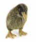 Preview: Kiwi 20 cm